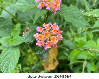 Lantana Involucrata の画像 写真素材 ベクター画像 Shutterstock