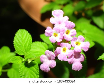 Lantana Involucrata の画像 写真素材 ベクター画像 Shutterstock