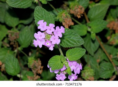 Lantana Montevidensis Trailing Lantana Purple Lantana Stock Photo ...