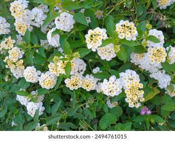 Lantana Montevidensis. White Trailing Lantana. White flowers. - Powered by Shutterstock