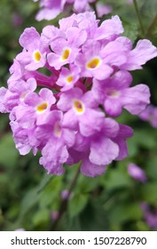 Lantana South East Texas Nature 