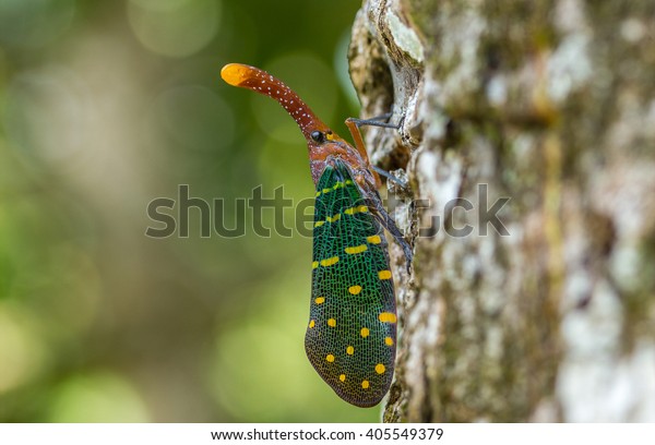 lantern\
bug , Lantern Fly, the insect on tree fruits.\
