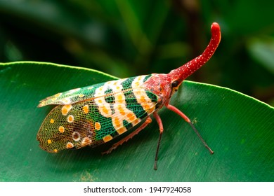 Lantern Bug Or Lantern Fly On Green Leaf, Among Green Leaves Blur Soft Nature Background,Pyrops Candelaria,top View