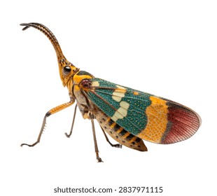 Lantern Bug Standing Side Pose Colorful Patte Isolated On White Background