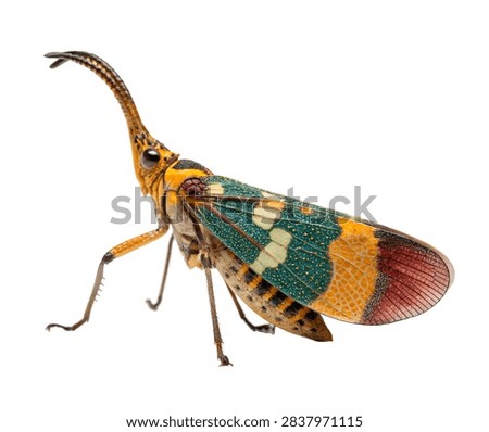 Lantern Bug Standing Side Pose Colorful Patte Isolated On White Background