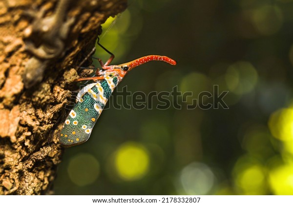 Lantern Fly\
or Lantern bug. The genera Fulgora and Pyrops) are sometimes\
referred to as lanternflies or lanthorn\
flies