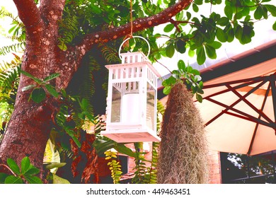 Lantern hanging on tree.