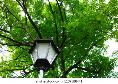lantern on a background of crowns green trees