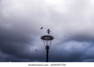 lantern on the sky and bird, birds are flying around a street light on a cloudy day, A group of birds flying in the sky 