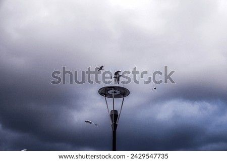 lantern on the sky and bird, birds are flying around a street light on a cloudy day, A group of birds flying in the sky 