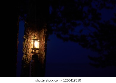 lantern on the tree