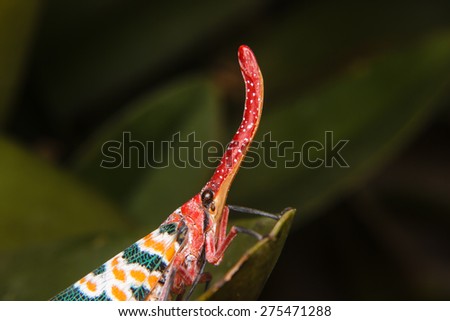 Similar – Image, Stock Photo anthurium Anthurium