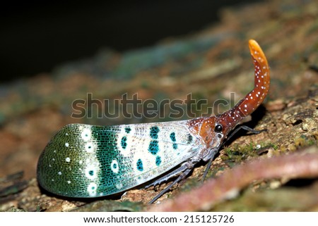 Similar – Image, Stock Photo bootlicker Snail Animal