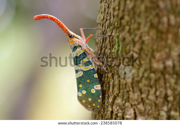 lanternfly the insect on tree in tropical\
forests from\
thailand