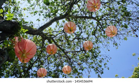The lanterns are on the tree.