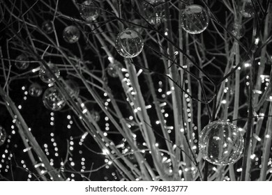 lanterns on tree