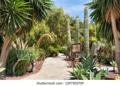 LANZAROTE, CANARY ISLANDS, SPAIN - APRIL 15, 2019: High Cacti, Palm Trees And Other Tropical Vegetation Against A Blue Sky. Themed Rancho Texas Park On Lanzarote Island.