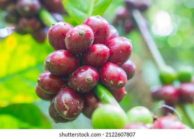 Lao Coffee Paksong Coffee Fruit Farming In Asia Lao Coffee Blur Background