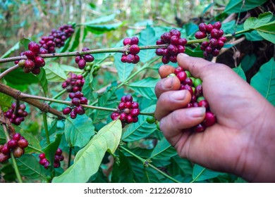 Lao Coffee Paksong Coffee Fruit Farming In Asia Lao Coffee Blur Background