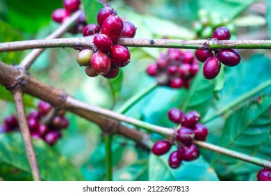 Lao Coffee Paksong Coffee Fruit Farming In Asia Lao Coffee Blur Background