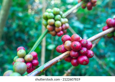 Lao Coffee Paksong Coffee Fruit Farming In Asia Lao Coffee Blur Background