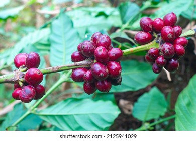 Lao Coffee, Paksong Coffee, Fruit Farming In Asia Lao Coffee On A Blurry Background