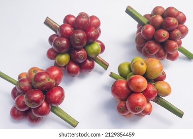 Lao Coffee, Paksong Coffee, Fruit Farming In Asia Lao Coffee On A White Background