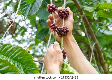 Laos Coffee,pakxong Coffee Fruits Farming In Asia