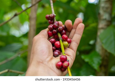 Laos Coffee,pakxong Coffee Fruits Farming In Asia