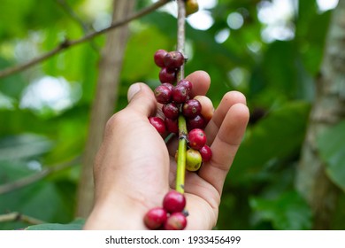 Laos Coffee,pakxong Coffee Fruits Farming In Asia