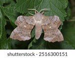 Laothoe populi, Poplar Hawk Moth, Sphingidae