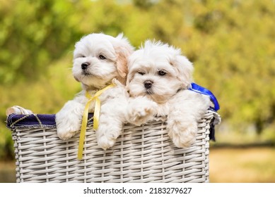 Lap Dog, White, Nature, Small Puppy, Red, Maltese Boon