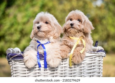 Lap Dog, White, Nature, Small Puppy, Red, Maltese Boon