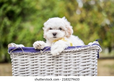 Lap Dog, White, Nature, Small Puppy, Red, Maltese Boon