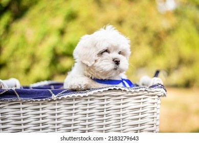 Lap Dog, White, Nature, Small Puppy, Red, Maltese Boon