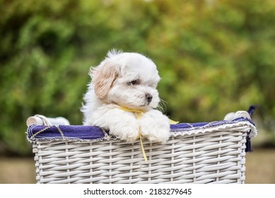 Lap Dog, White, Nature, Small Puppy, Red, Maltese Boon