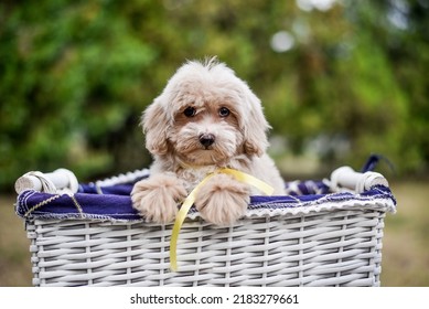 Lap Dog, White, Nature, Small Puppy, Red, Maltese Boon