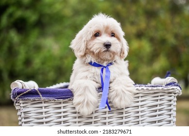 Lap Dog, White, Nature, Small Puppy, Red, Maltese Boon