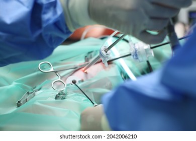 Laparoscopy Surgery In A Dog, Using Advances Techniques In Veterinary Medicine Surgery. 