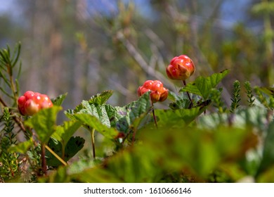 Lapland Summer Cloudberry Green Red Orange