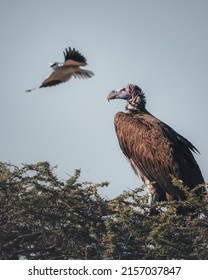 Lappet-faced Vulture Buitre Torgo African Bird Wild Flying Nest Afrian Kenya