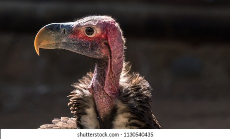 A Lappet-faced Vulture in close of face.