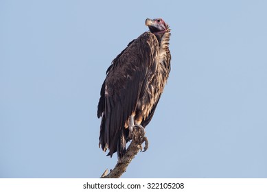 2,102 Old world vulture Images, Stock Photos & Vectors | Shutterstock