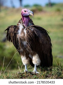 Lappet-faced vulture or Nubian vulture (Torgos tracheliotos). Serengeti National Park. Tanzania