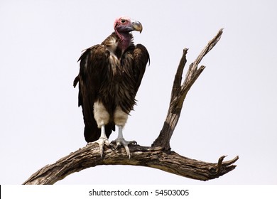 Lappetfaced Vulture, Torgos tracheliotus, perched in a tree  on the plains of the Masai Mara, Kenya, Africa