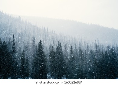 A lapse in an intense blizzard outlines the layers of trees at Rocky Mountain National Park in Colorado.