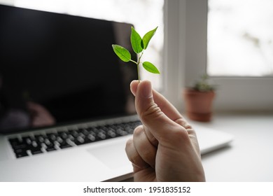 Laptop Keyboard With Plant Growing On It. Green IT Computing Concept. Carbon Efficient Technology. Digital Sustainability 