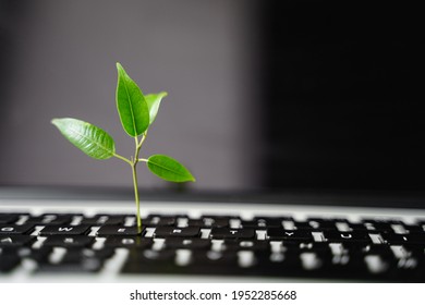 Laptop Keyboard With Plant Growing On It. Green IT Computing Concept. Carbon Efficient Technology. Digital Sustainability 