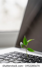 Laptop Keyboard With Plant Growing On It. Green IT Computing Concept. Carbon Efficient Technology. Digital Sustainability 