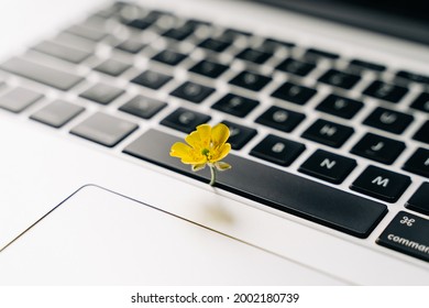 Laptop keyboard with yellow flower growing on it. Green IT computing concept. Carbon efficient technology. Digital sustainability 